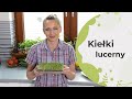Jak wyhodować kiełki lucerny - uważane za najzdrowsze kiełki. Jak uprawiać kiełki lucerny?