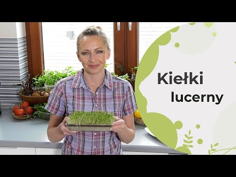 Wideo: Sadzenie lucerny: jak uprawiać lucernę