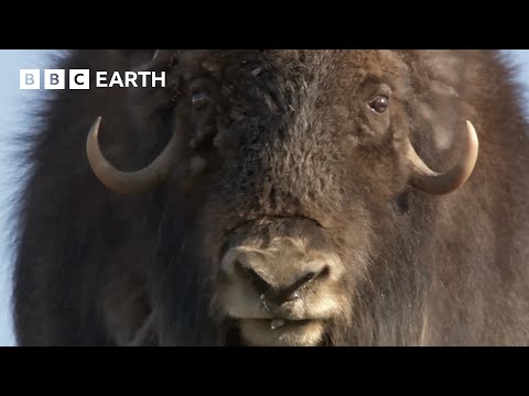 Musk Oxen Vs Arctic Wolves | Animal Super Parents | BBC Earth
