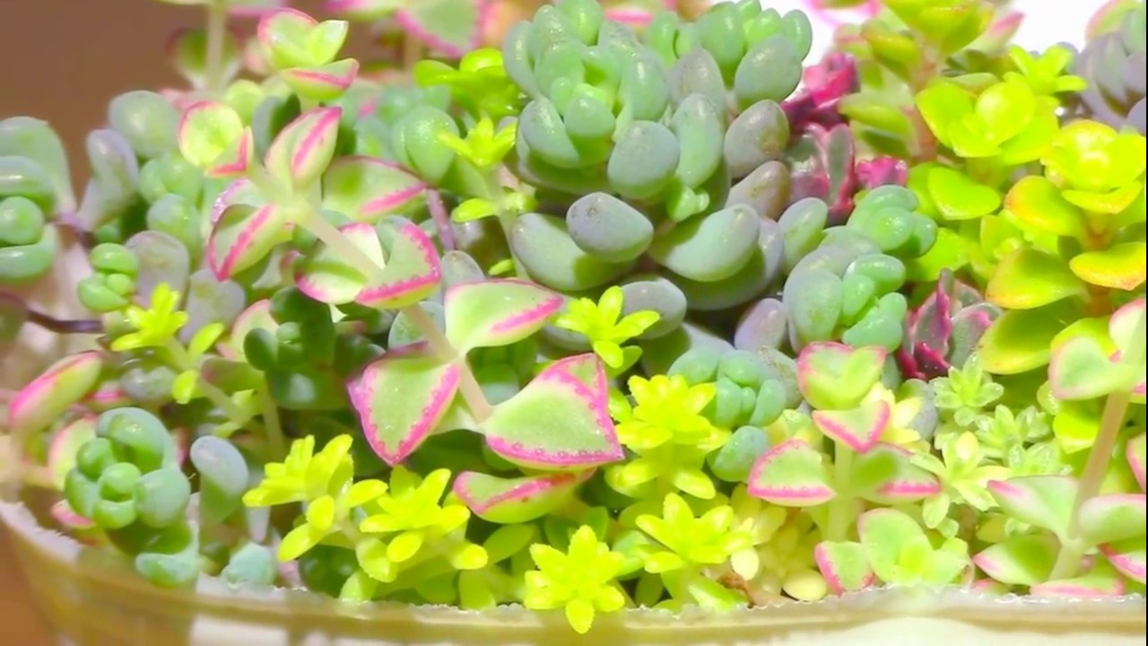 多肉植物セダムの寄せ植えsedam Plantingパステルカラーsucculent Videos Youtube