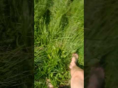 Босиком по траве.Моцион.