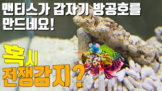 맨티스쉬림프가 갑자기 방공호를 만들었네요! 혹시 중동 전쟁을 감지했나요? ㄷㄷ[해수인TV]