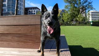 The Mile Dog Park review  Tysons, VA