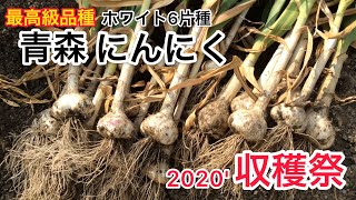 【家庭菜園】2020'にんにく収穫祭！ 〜 最高級品種ホワイト6片種 にんにく栽培 〜