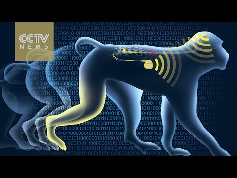 Paralyzed monkeys walk again with wireless 'brain-spine interface' Hqdefault