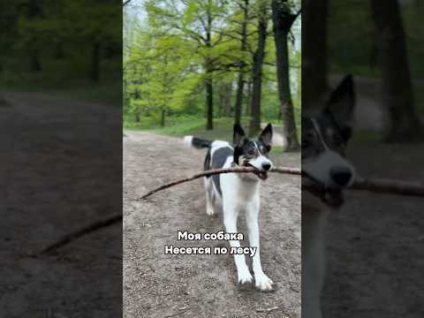На руках спокойнее😄🐶 #dogs #dogshorts #doglife #dog #animals #forest #funny #собака #природа