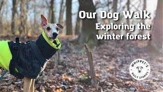 Dog vlog #2 |  Whippet dog walking in a forest