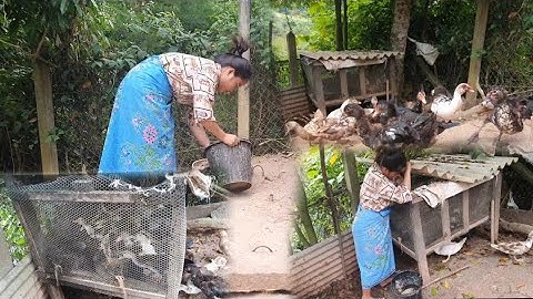 kuv tus niam tsev wb sawv ntxov lo mus pub qaib pub os