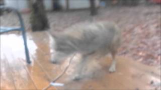 can coyotes break into chicken coop 2