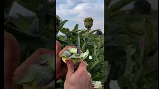 Alcachofa #youtubeshort #youtube #youtuber #vegetables