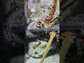 #catchthesea #fishing #rivercrab #beach #deepsea #nature #diving #fish #eel #crab