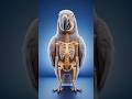 How Do Parrots Copy Human Voice? 😱 #shorts #facts #animals