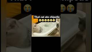 That cat ate chipotle😭😭 #funnyvideo #cursed #memes #darkhumor #funny
