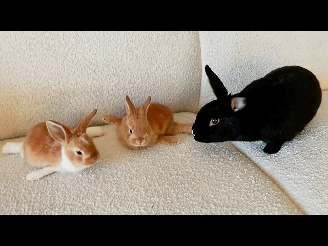 Rabbit becomes Foster Mom to Disabled Baby Bunnies class=