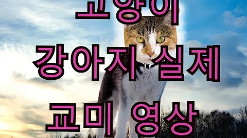 개 교미