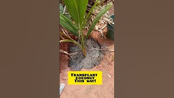 Best Tips to Transplant Coconut you didn
