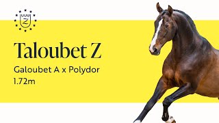 Taloubet Z - Zangersheide Stallion Presentation 2023