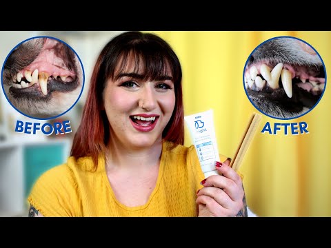 Video: „Super Simple“metodas, kuris padės jums stebėti jūsų šunų odontologijos sveikatą