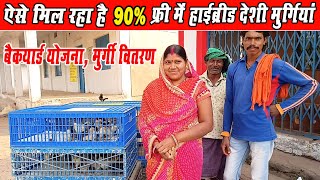 Backyard poultry scheme cg।। 90% फ्री में मिल रहा है हाईब्रीड मुर्गियों के चुजे।। poultry Chick's cg