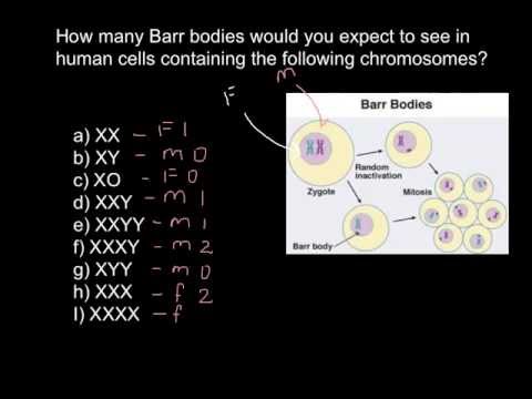 What are Barr bodies?