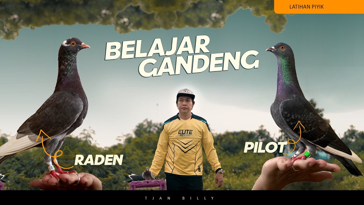 MELATIH MERPATI PIYIK BELAJAR GANDENG GIRINGAN KE LIMA