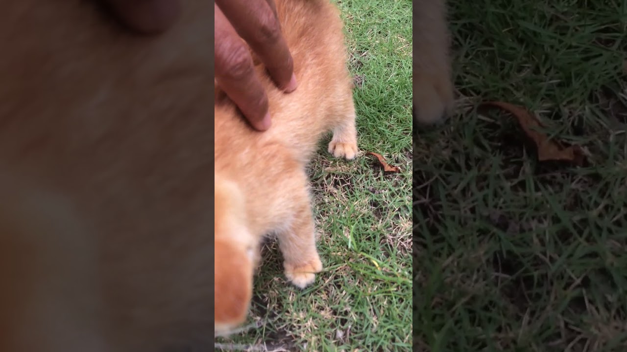 Kucing orange YouTube