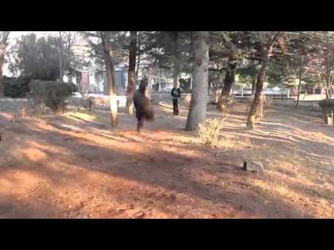 Guja Natroshvili /გუჯა ნატროშვილი/ гуджа натрошвили