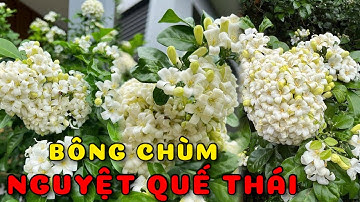 Cây Nguyệt quế Thái bông chùm | 0386569374 - Ngọc Ngân Bến Tre | Chuyên cây độc lạ