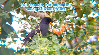 Full enough, but myna isn't away delicious fruits
