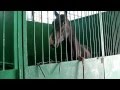 (10) Лошади в конюшне на ЭКВИРОС 2012 (720р HD!)