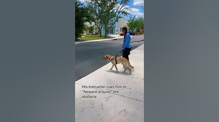 Guide dogs not only have to look directly ahead while working but also up!  #seguidedogs
