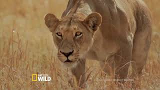 Nat Geo Wild: Savage Kingdom: Uprising