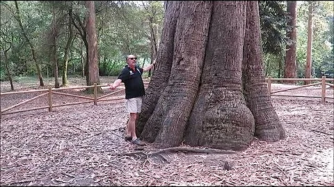 ¿Cuál es el árbol más ancho de España?