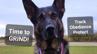 New dog TRAINING SCHEDULE for Gage - Track, Obedience, Bite