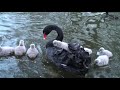 Black swans with cygnets, cygnet riding on mother's back