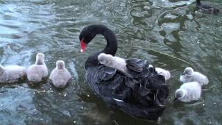 Black swans with cygnets, cygnet riding on mother's back