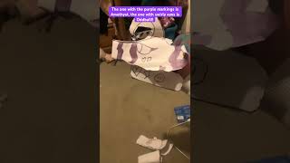 #papercrafts #dragoncraft Oddball and Amethyst BTC (behind the scenes)!! Heh! They never learn!!!!:3