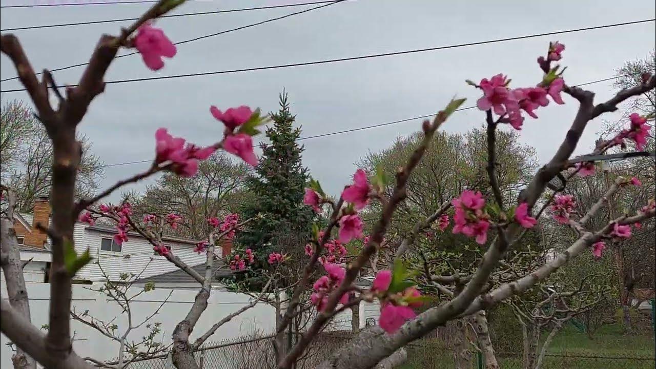 Protecting Fruit Trees From Frost part 2 backyardfigs YouTube