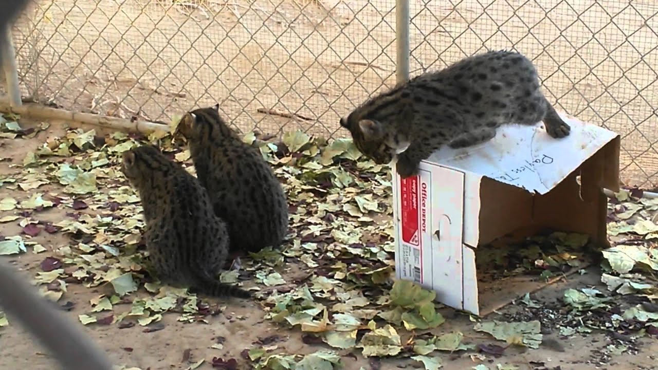 Fishing Cat Babies Play in Leaves Part Two YouTube