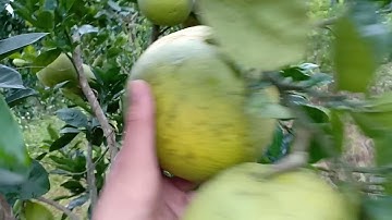 mô hình trồng bưởi ,🍋🍋ở lục ngạn Bắc Giang