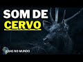 Som de Cervo (Vidas No Mundo)