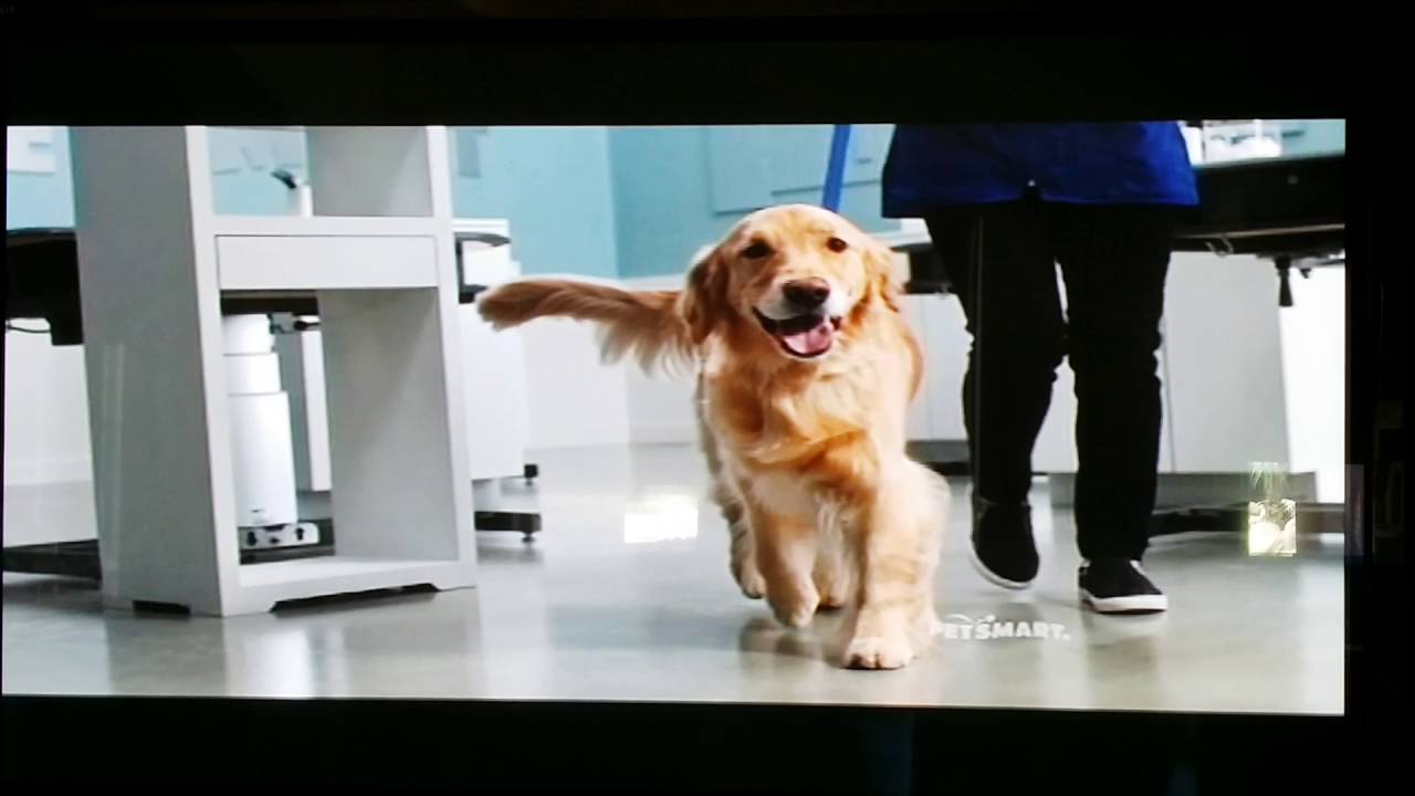 what kind of dog is on the petsmart commercial 2019