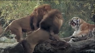 Lion VS Tiger Real Fight - Tough Creatures [Ep. 3]
