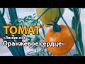 Томат Лискин нос «Оранжевое сердце»! Полный видео  обзор