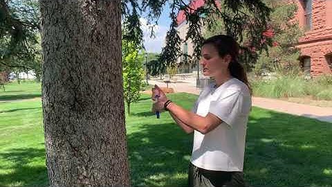 Field Techniques: Tree Coring