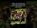 Spiders “hear” with the hairs on their legs, detecting sound vibrations even through solid surfaces.
