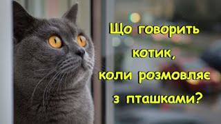 Что Говорит Котик, Когда Разговаривает С Птичками?