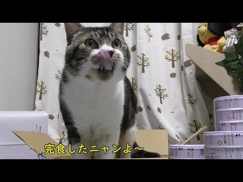 大好きなまぐろが缶詰に！ムシャムシャ食べる猫リキちゃん☆お中元をもらいました！ありがとうございます☆【リキちゃんねる　猫動画】Cat video　キジトラ猫との暮らし