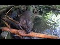 Beavers Maple And Filbert Build A Dam