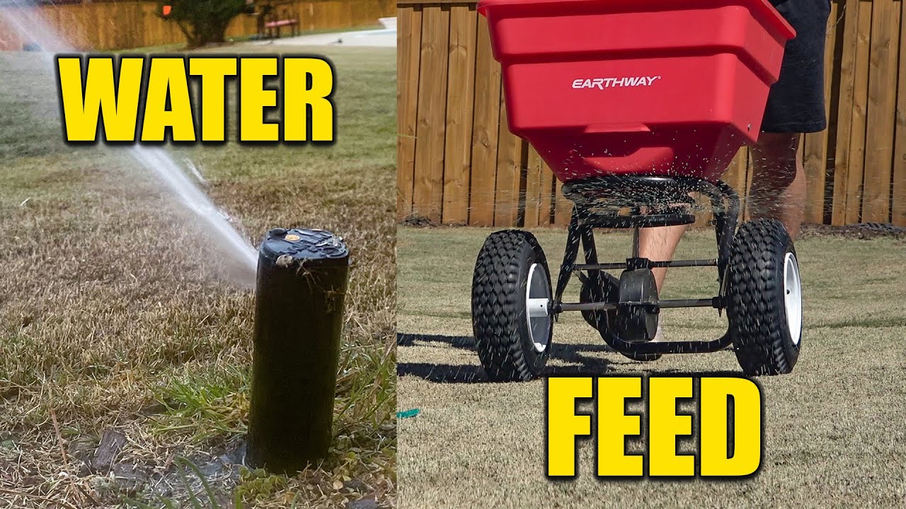 first-lawn-feeding-and-watering-bermuda-grass-youtube